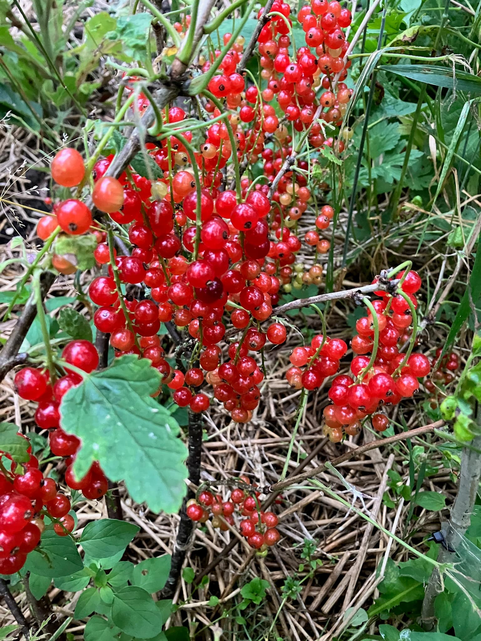 Foto bij Bos: IMG 0035