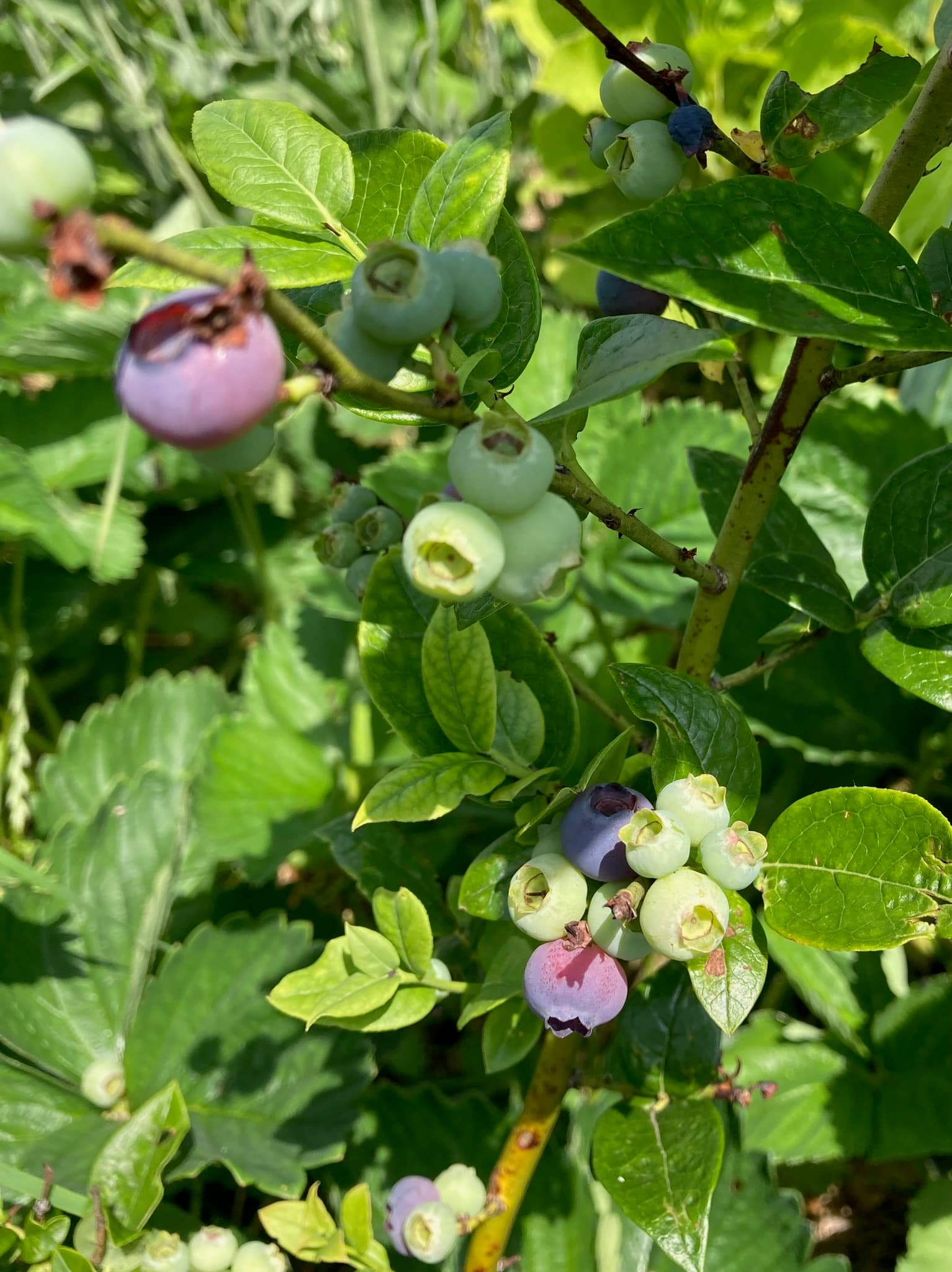 Foto bij Bos: IMG 0937