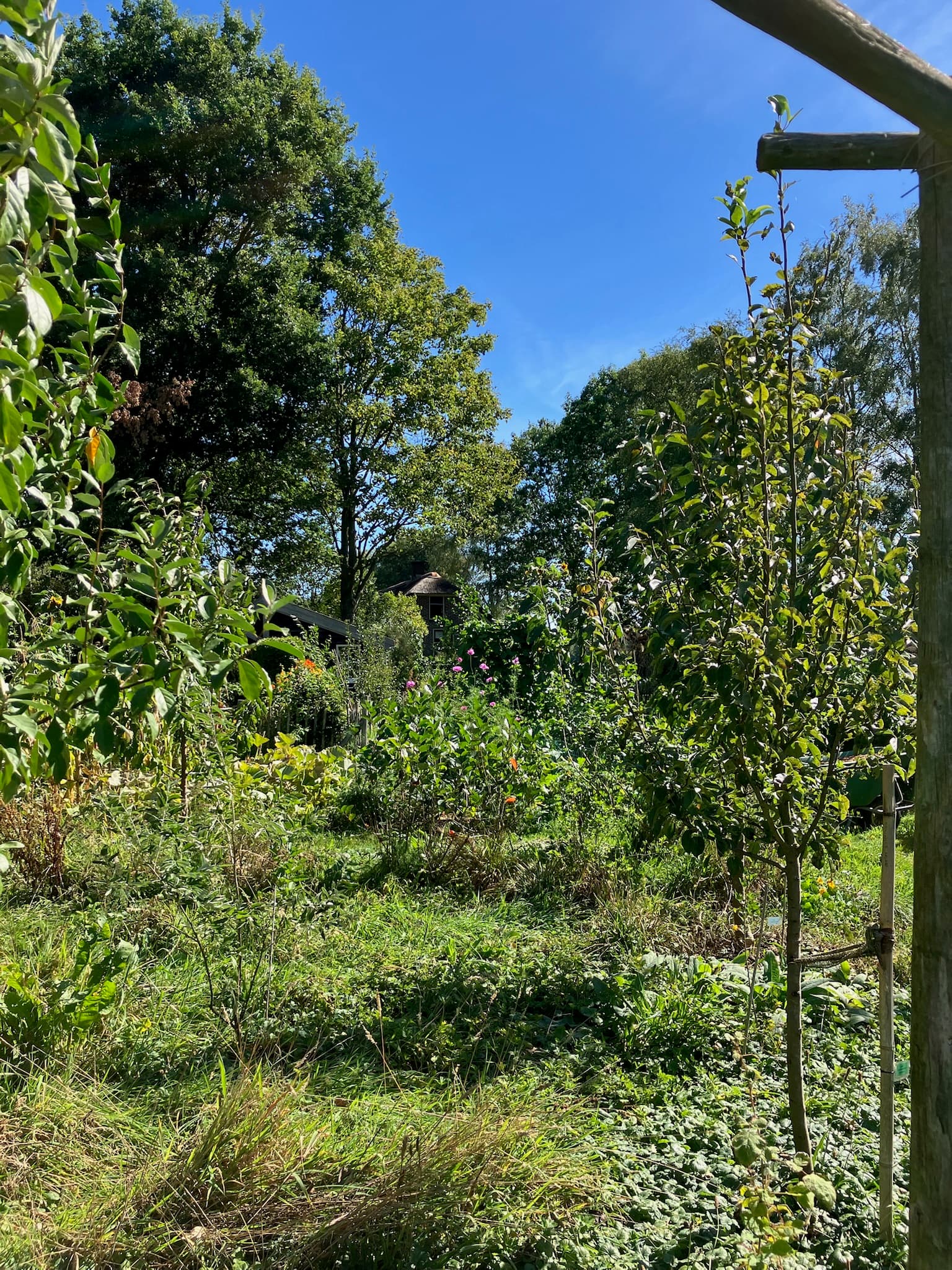 Foto bij Bos: IMG 7309