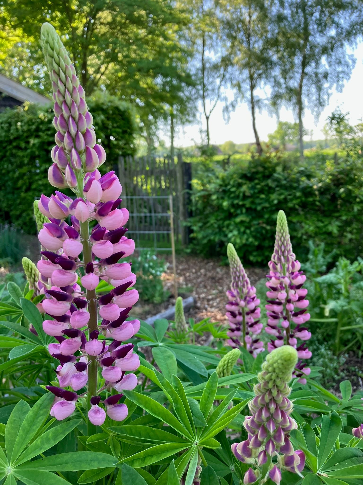 Foto bij Mengel: IMG 6303