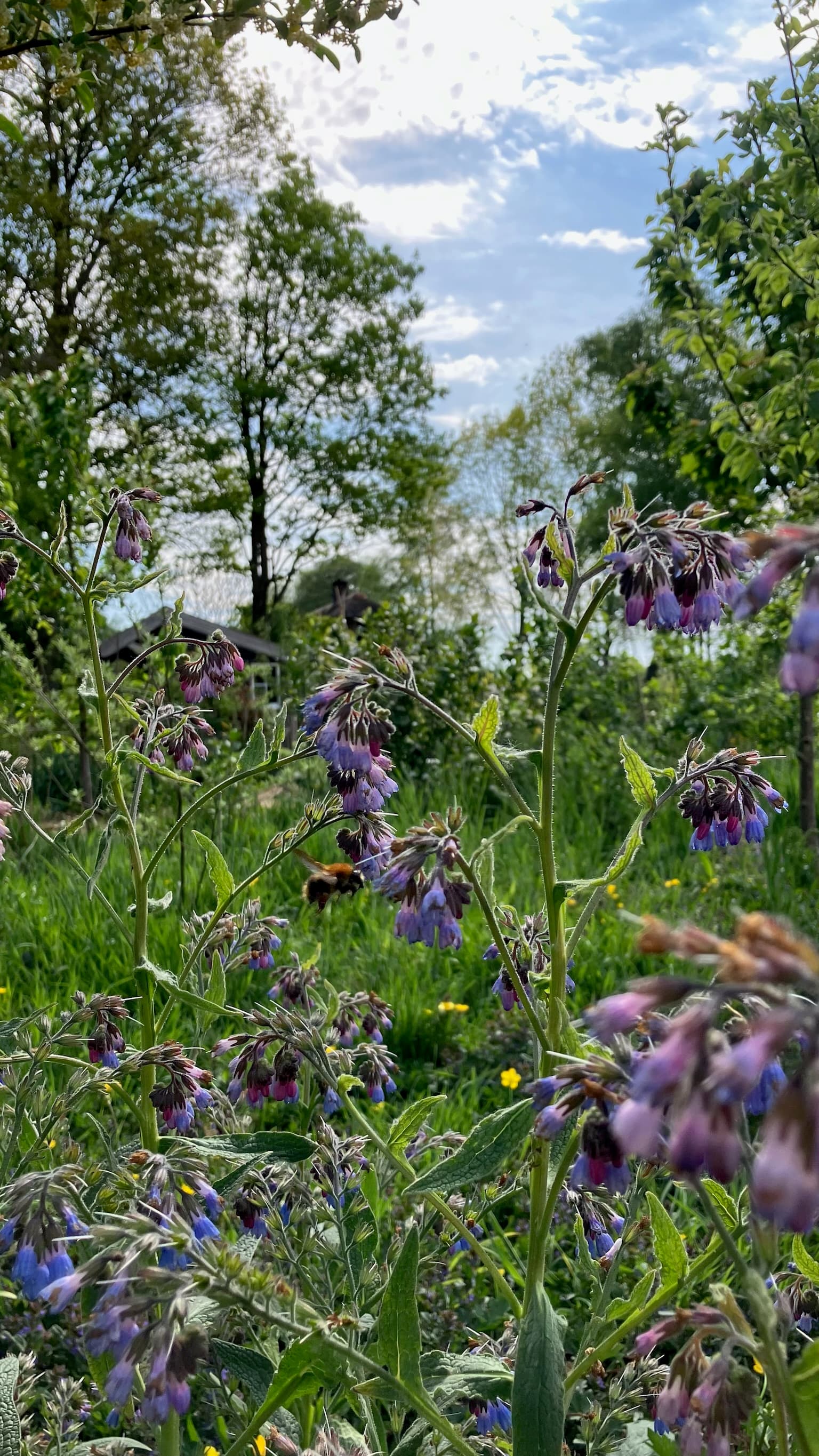 Foto bij Mengel: IMG 9400
