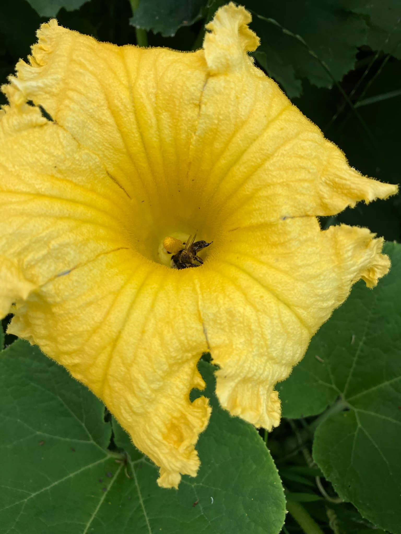 Foto bij Moes: IMG 0204