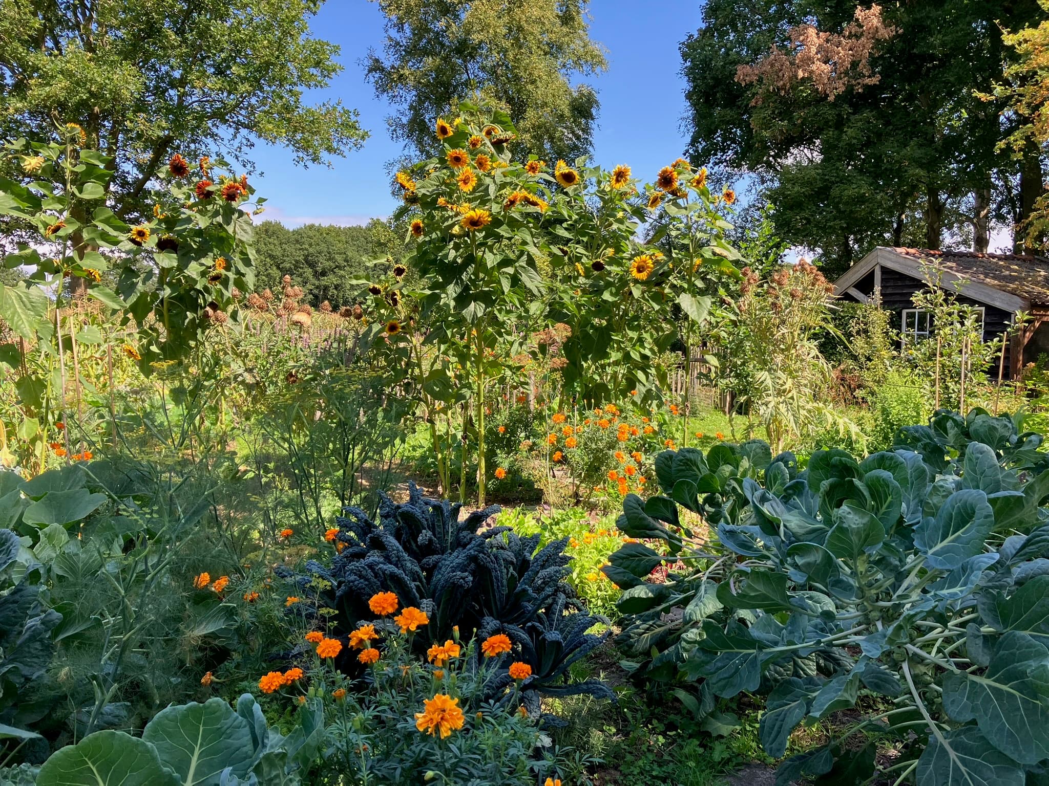 Foto bij Moes: IMG 7176